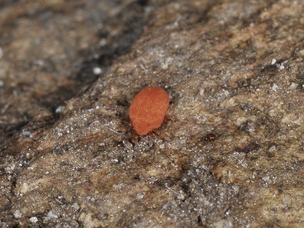 Calyptostomatidae?
